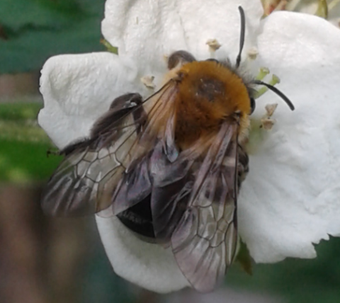 Apoidea : Andrena thoracica?